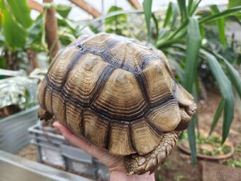 Samice želvy ostruhaté - sulcata - 6