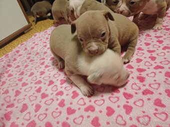 American bully xl - 6