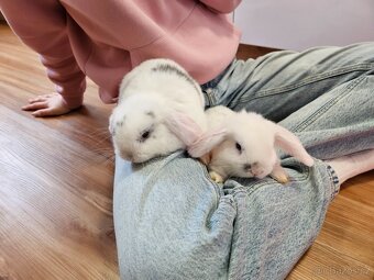 Zakrslý králík - 6