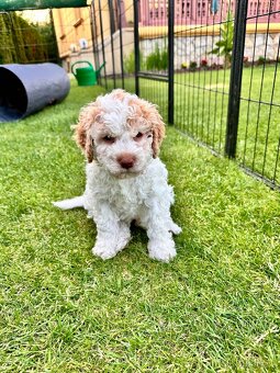 Lagotto Romagnolo s PP - Italský vodní pes - 6