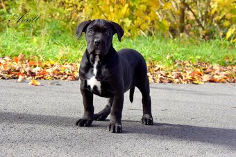 Cane Corso štěňátka s FCI PP - 6