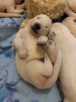 Štěňata bílý švýcarský ovčák - 6