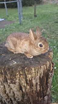 Zakrslý králík - 6