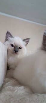 Koťátka ragdoll bez PP - 6