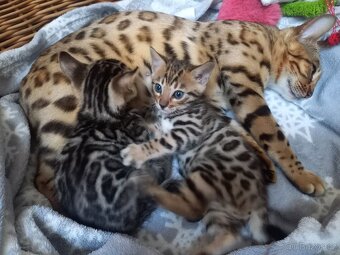 Bengálské koťátko s PP - 6