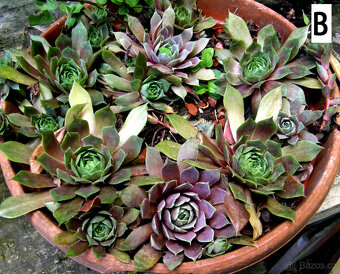 Netřesk – sazenice, nenáročná skalnička, 2 druhy - 6