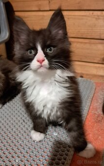 mainská mývalí koťátka - 6