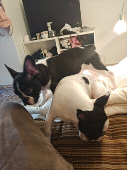 francouzky buldocek stenata - 6