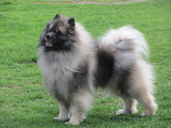 Německý špic vlčí / Keeshond - 6