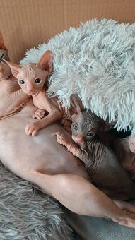 Donský sphynx - krásná koťátka - 6