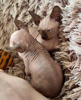 Koťata Sphynx-Elf-Strike - 6