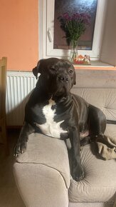 American Bully XL krytí - 6