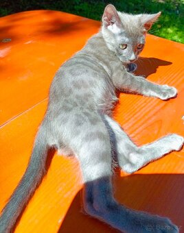 Bengálský kocourek/kotě s PP vzácný Blue Smoke Melanistic - 6