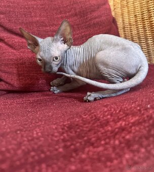 Kanadský Sphynx s průkazem původu - 6
