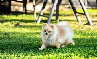Pomeranian s PP - 6