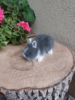 Zakrslý králík - hladkosrstý sameček - 6