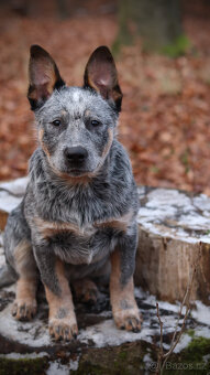 Australský honácký pes, rezervace štěňat s PP, volní kluci - 6