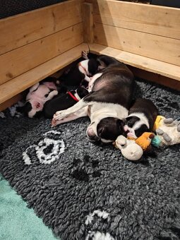 Bostonský teriér - 6