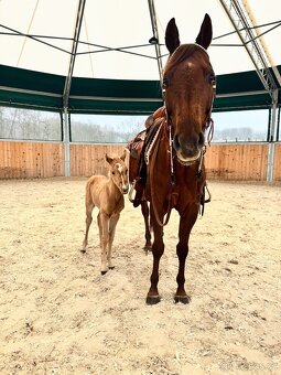 Palomino klisna American Quarter Horse po rodičích s LTE - 6