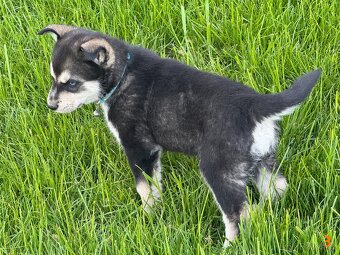 Štěňata husky a labrador - 4 fenky a 1 pes k odběru od 18.5. - 6
