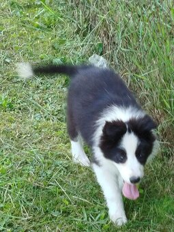 Border kolie - 6