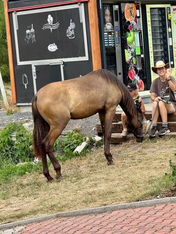 Lusitano hřebec PSL 16 měsíční - 6