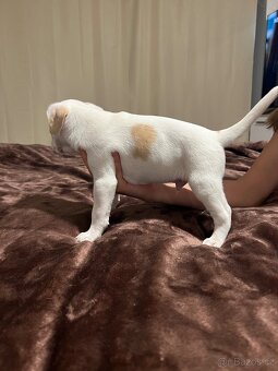 Dánsko Švédský farmářský pes - 6