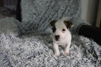 Jack Russell teriér - 6