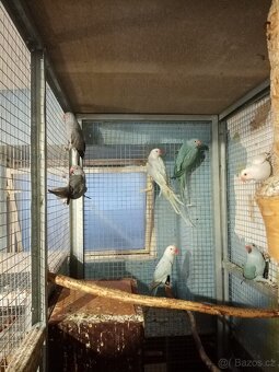 Alexandr malý - 11ks - 6