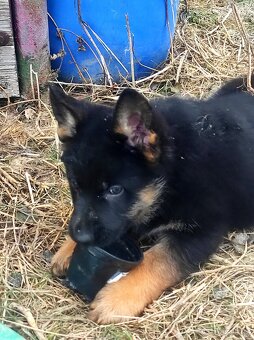 Německý ovčák - štěňata s PP - 6