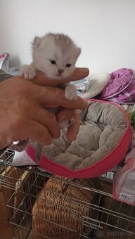 Britská koťátka  s PP - 6