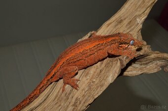 Rhacodactylus auriculatus - 6