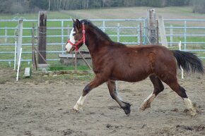 Welsh pony of cob type - klisna - 6
