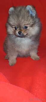 Pomeranian - 6