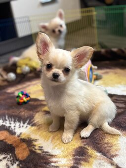 Čivava s PP pejsek - 6