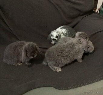 Zakrslý beránek králíček - 6