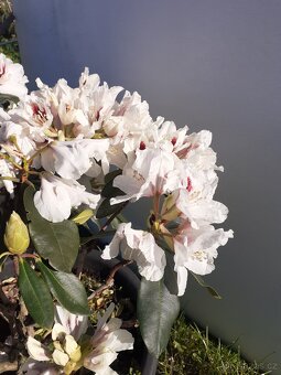 Rododendron - 6
