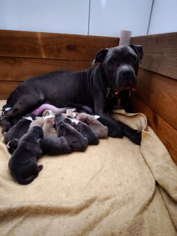 American Bully XL originální původní krev rodokmen ABKC USA - 6