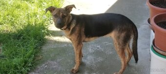 Kimeček-čeká na hodnou rodinu - 6
