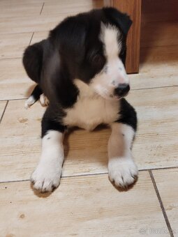 Border kolie již k odběru - 6