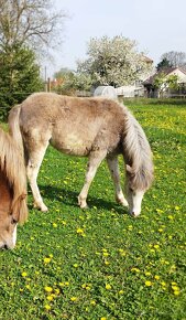 Prodám roční welsh mountain pony klisnu - 6
