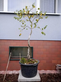 Bříza bělokorá (Betula pendula) bonsai - 6