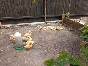 Káčata mix ze dvorku (pekingská x saská) - 6