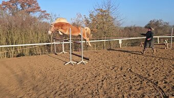 Pony valach Hafling 144cm - 6