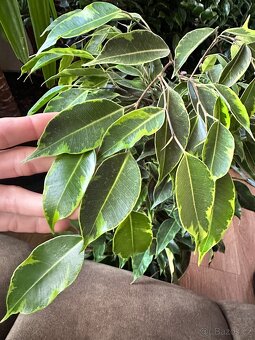 Ficus benjamina fíkovník drobnolistý panašovaný - 6