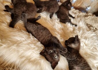 Britská černá krátkosrstá a dlouhosrstá koťata - 6