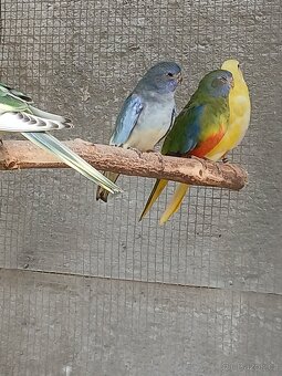 neofema modrohlavá - 6