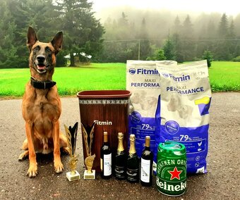 BELGICKÝ OVČÁK MALINOIS S PP - 6