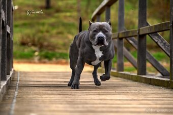 American Bully XL - ke krytí - 6