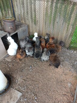 Kohouti Hedvábničky - 6